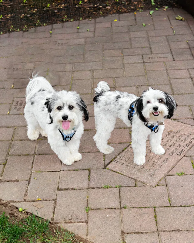 A color photo of two black and white dogs . The photo was taken by pet photographer Laura Paesano of Laura Pea Photography for a pet portrait program held by the Middle Country Public Library in their outdoor Nature Explorium. 