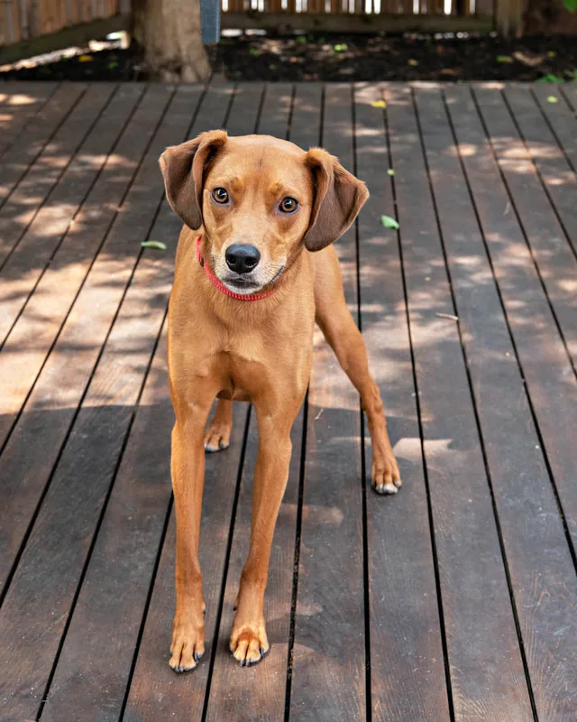 A color photo of a fawn colored dog. The photo was taken by pet photographer Laura Paesano of Laura Pea Photography for a pet portrait program held by the Middle Country Public Library in their outdoor Nature Explorium. 