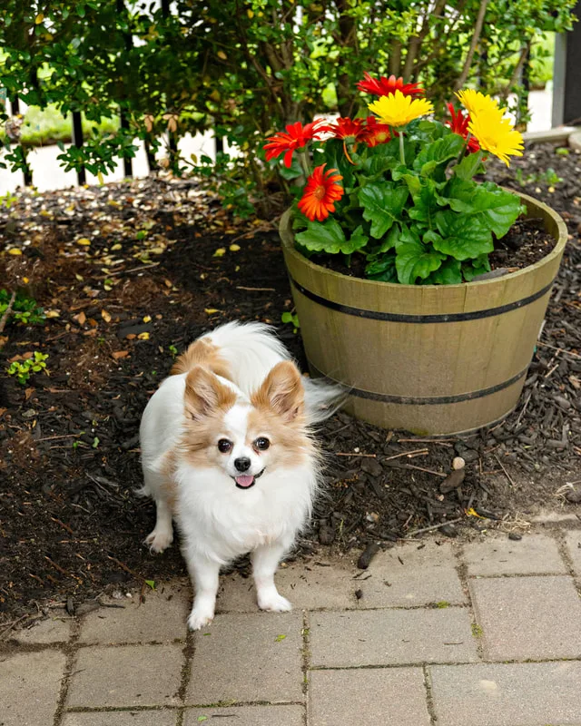 A color photo of a long haired chihuahua dog. The photo was taken by pet photographer Laura Paesano of Laura Pea Photography for a pet portrait program held by the Middle Country Public Library in their outdoor Nature Explorium. 