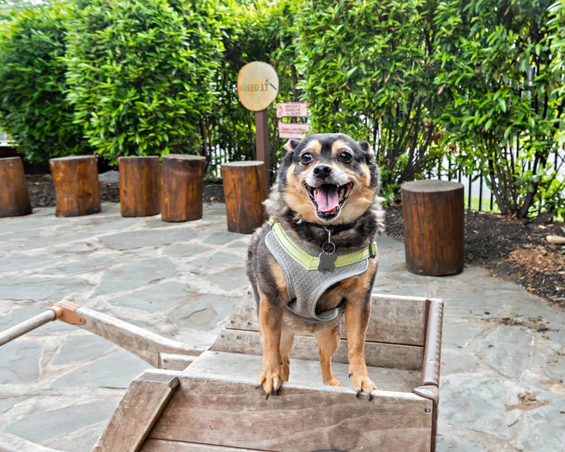 A color photo of a dog in a wooden wagon. The photo was taken by pet photographer Laura Paesano of Laura Pea Photography for a pet portrait program held by the Middle Country Public Library in their outdoor Nature Explorium. 