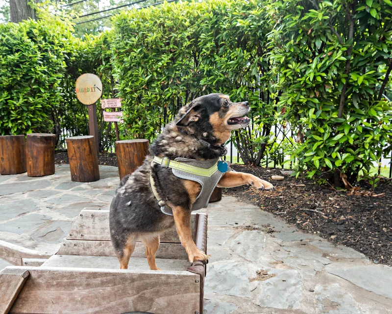 A color photo of a dog in a wooden wagon taken in profile. The photo was taken by pet photographer Laura Paesano of Laura Pea Photography for a pet portrait program held by the Middle Country Public Library in their outdoor Nature Explorium. 