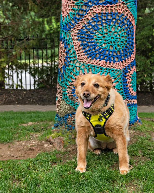 A color photo of a brown dog. The photo was taken by pet photographer Laura Paesano of Laura Pea Photography for a pet portrait program held by the Middle Country Public Library in their outdoor Nature Explorium. 