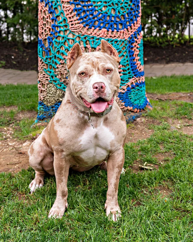 A color photo of a pit bull. The photo was taken by pet photographer Laura Paesano of Laura Pea Photography for a pet portrait program held by the Middle Country Public Library in their outdoor Nature Explorium. 