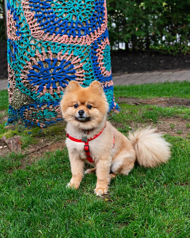 A color photo of a pomeranian dog. The photo was taken by pet photographer Laura Paesano of Laura Pea Photography for a pet portrait program held by the Middle Country Public Library in their outdoor Nature Explorium. 