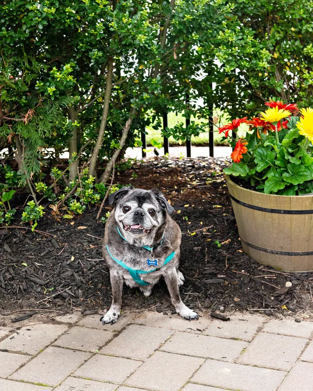 A color photo of a pug dog. The photo was taken by pet photographer Laura Paesano of Laura Pea Photography for a pet portrait program held by the Middle Country Public Library in their outdoor Nature Explorium. 