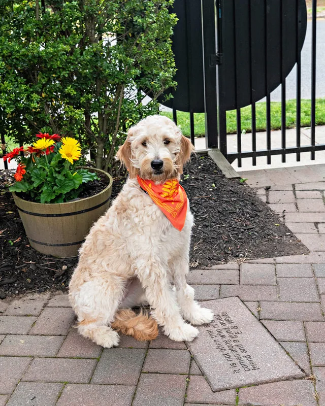 A color photo of a light brown dog. The photo was taken by pet photographer Laura Paesano of Laura Pea Photography for a pet portrait program held by the Middle Country Public Library in their outdoor Nature Explorium. 