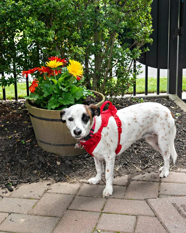 A color photo of a mixed breed dog. The photo was taken by pet photographer Laura Paesano of Laura Pea Photography for a pet portrait program held by the Middle Country Public Library in their outdoor Nature Explorium. 
