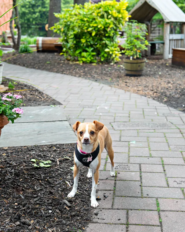 A color photo of a terrier mix dog. The photo was taken by pet photographer Laura Paesano of Laura Pea Photography for a pet portrait program held by the Middle Country Public Library in their outdoor Nature Explorium. 