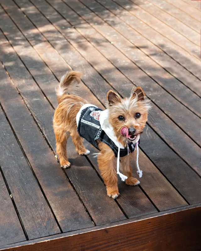 A color photo of a yorkshire terrier mix dog. The photo was taken by pet photographer Laura Paesano of Laura Pea Photography for a pet portrait program held by the Middle Country Public Library in their outdoor Nature Explorium. 