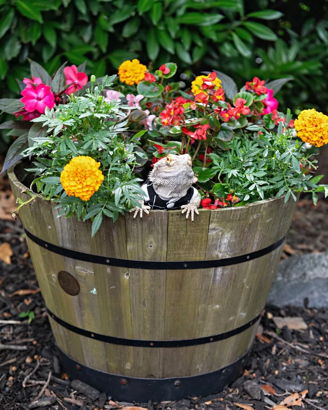 Color photo of a bearded dragon at the Middle Country Public Library Nature Explorium. The photo was taken by Laura Pea Photography, a Long Island pet photographer. 