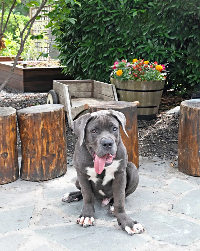 Color photo of a dog at the Middle Country Public Library Nature Explorium. The photo was taken by Laura Pea Photography, a Long Island pet photographer. 