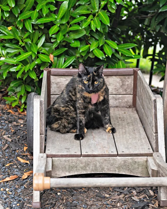 Color photo of a cat at the Middle Country Public Library Nature Explorium. The photo was taken by Laura Pea Photography, a Long Island pet photographer. 