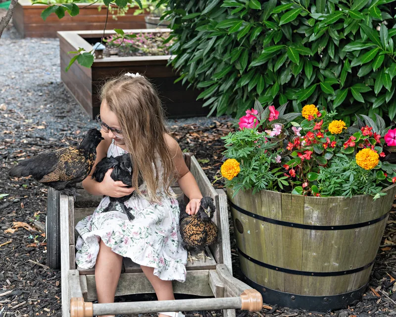 Color photo of a little girl with three chickens at the Middle Country Public Library Nature Explorium. The photo was taken by Laura Pea Photography, a Long Island pet photographer. 