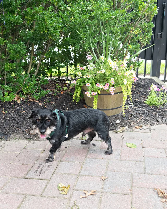 Color photo of a dog at the Middle Country Public Library Nature Explorium. The photo was taken by Laura Pea Photography, a Long Island pet photographer. 