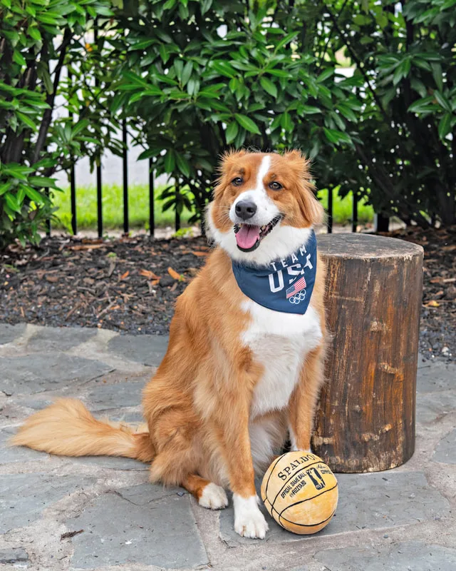 Color photo of a dog at the Middle Country Public Library Nature Explorium. The photo was taken by Laura Pea Photography, a Long Island pet photographer. 