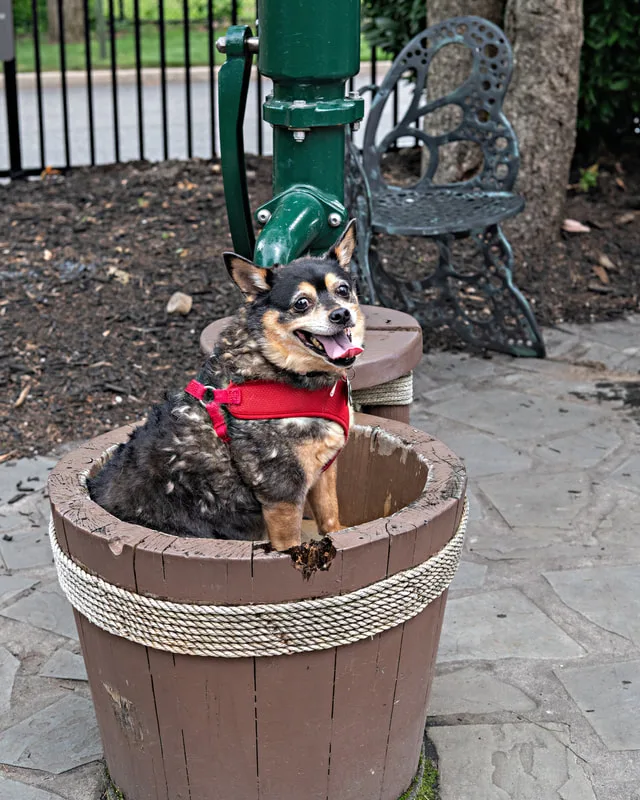 Color photo of a dog at the Middle Country Public Library Nature Explorium. The photo was taken by Laura Pea Photography, a Long Island pet photographer. 