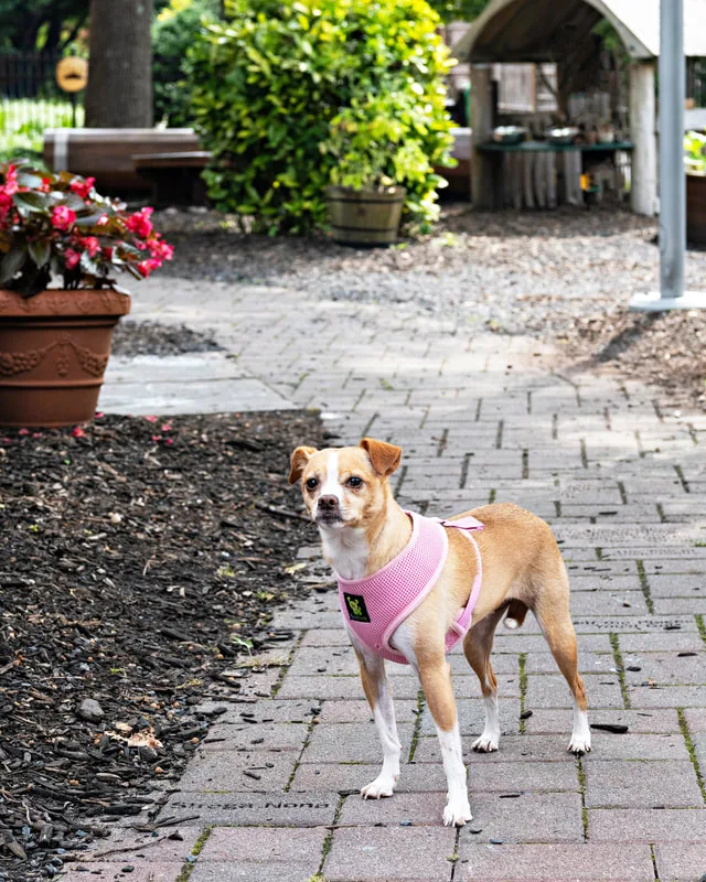 Color photo of a dog at the Middle Country Public Library Nature Explorium. The photo was taken by Laura Pea Photography, a Long Island pet photographer. 