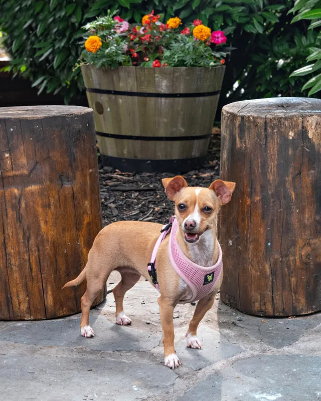 Color photo of a dog at the Middle Country Public Library Nature Explorium. The photo was taken by Laura Pea Photography, a Long Island pet photographer. 