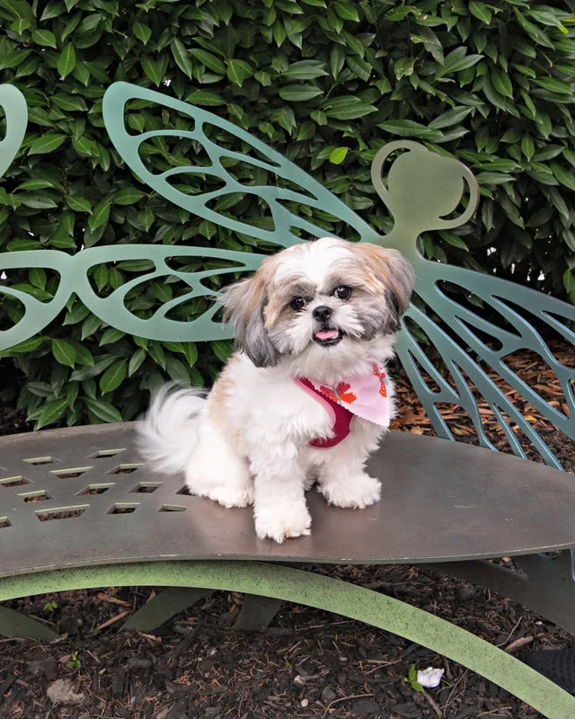 Color photo of a dog at the Middle Country Public Library Nature Explorium. The photo was taken by Laura Pea Photography, a Long Island pet photographer. 