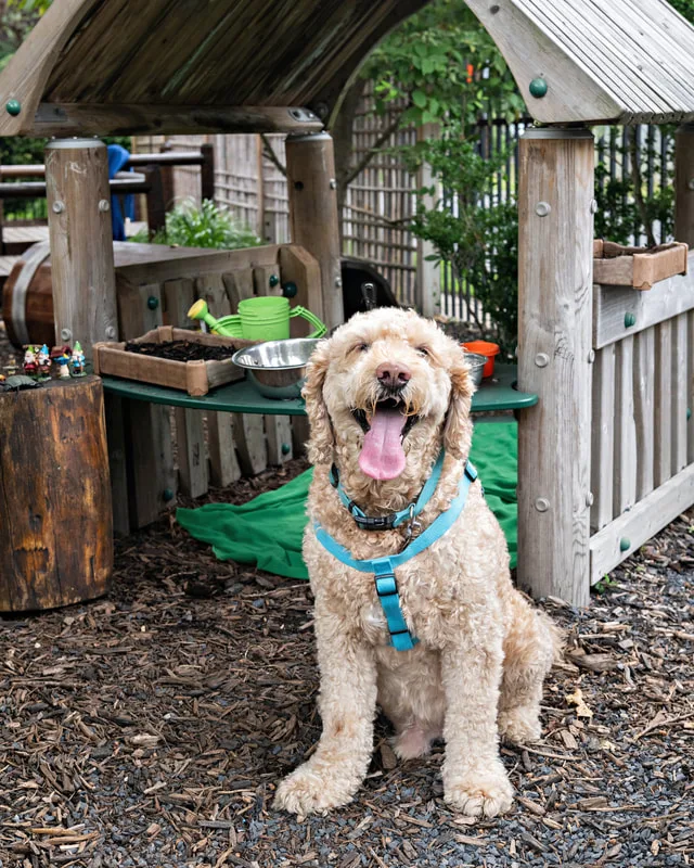 Color photo of a dog at the Middle Country Public Library Nature Explorium. The photo was taken by Laura Pea Photography, a Long Island pet photographer. 