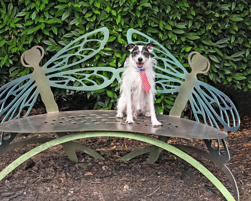Color photo of a dog at the Middle Country Public Library Nature Explorium. The photo was taken by Laura Pea Photography, a Long Island pet photographer. 