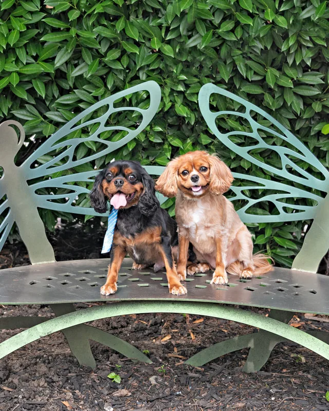 Color photo of two dogs at the Middle Country Public Library Nature Explorium. The photo was taken by Laura Pea Photography, a Long Island pet photographer. 