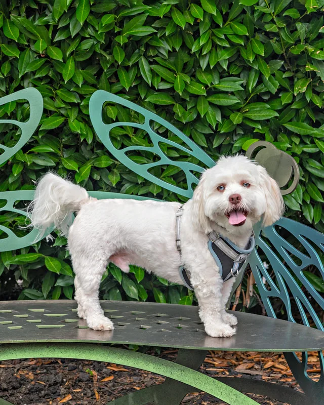 Color photo of a dog at the Middle Country Public Library Nature Explorium. The photo was taken by Laura Pea Photography, a Long Island pet photographer. 