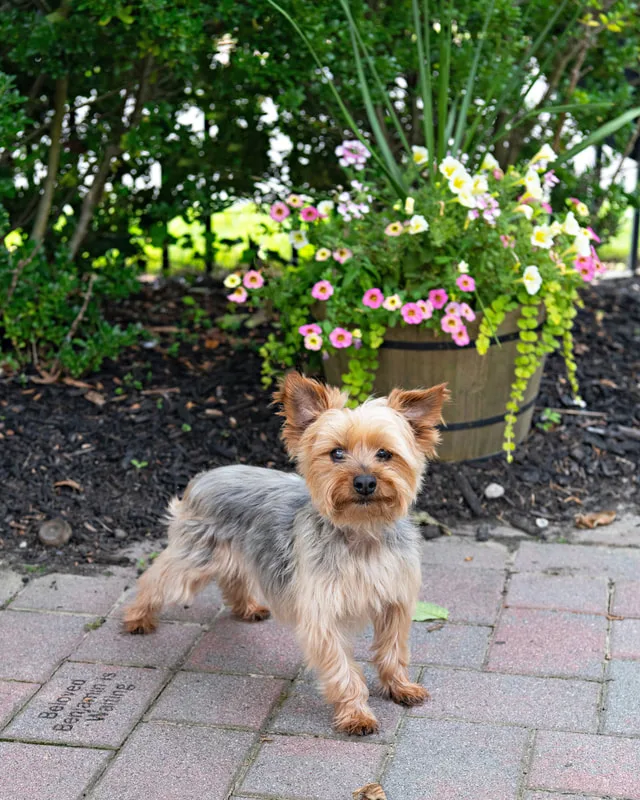 Color photo of a dog at the Middle Country Public Library Nature Explorium. The photo was taken by Laura Pea Photography, a Long Island pet photographer. 