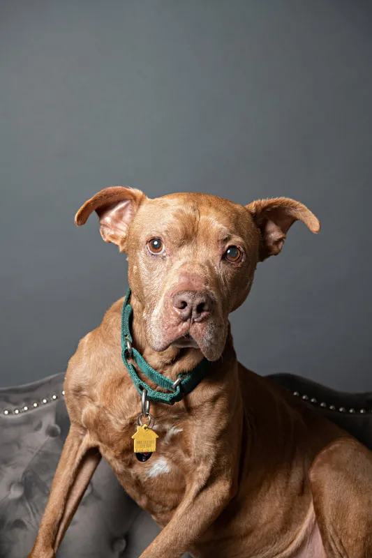 Color photo of a senior pit bull dog against a gray paper backdrop. The photo was taken in the studio of Laura Pea Photography, a Long Island based pet photographer. 