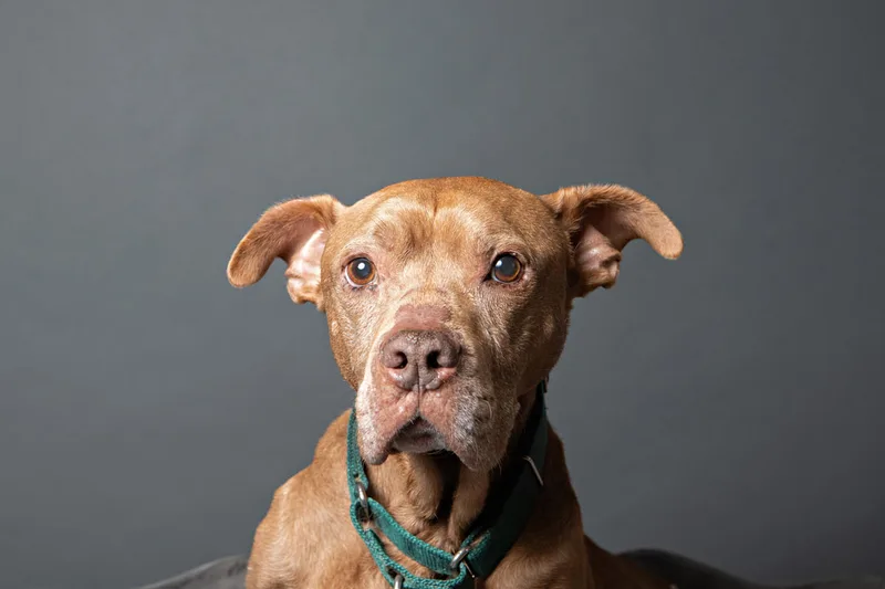 Color photo of a senior pit bull dog against a gray paper backdrop. The photo was taken in the studio of Laura Pea Photography, a Long Island based pet photographer. 