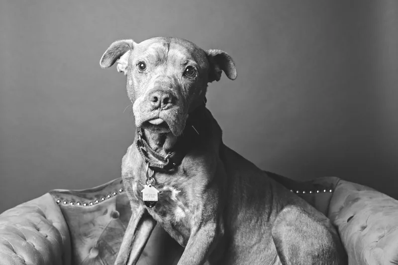 Black and white photo of a senior pit bull dog. The photo was taken in the studio of Laura Pea Photography, a Long Island based pet photographer. 
