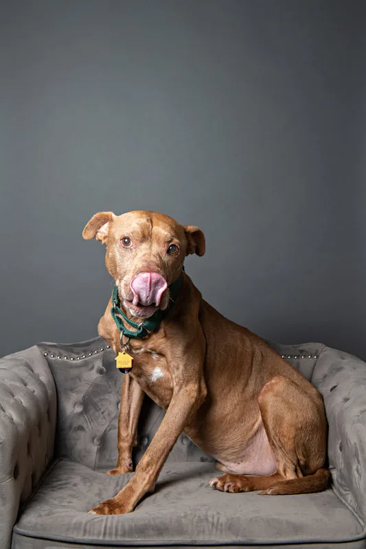 Color photo of a senior pit bull dog against a gray paper backdrop. The photo was taken in the studio of Laura Pea Photography, a Long Island based pet photographer. 