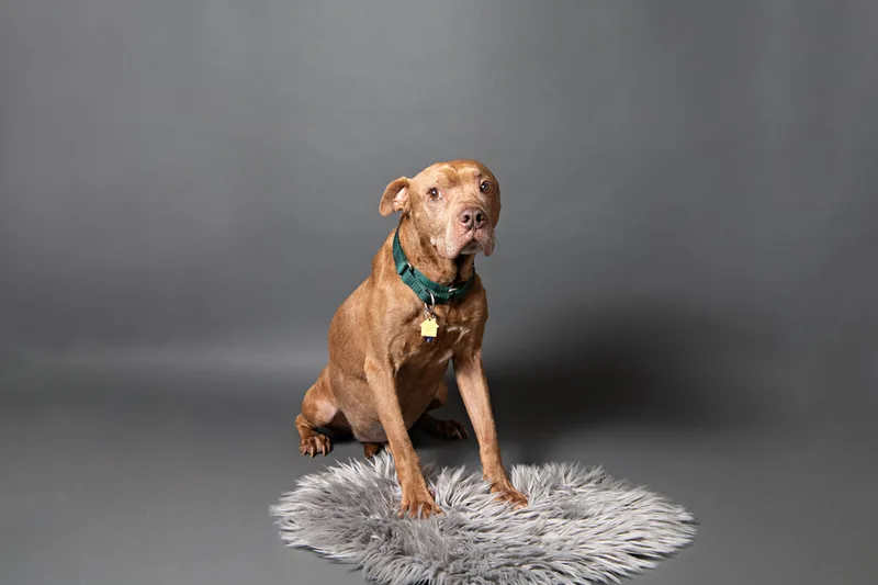 Color photo of a senior pit bull dog against a gray paper backdrop. The photo was taken in the studio of Laura Pea Photography, a Long Island based pet photographer. 