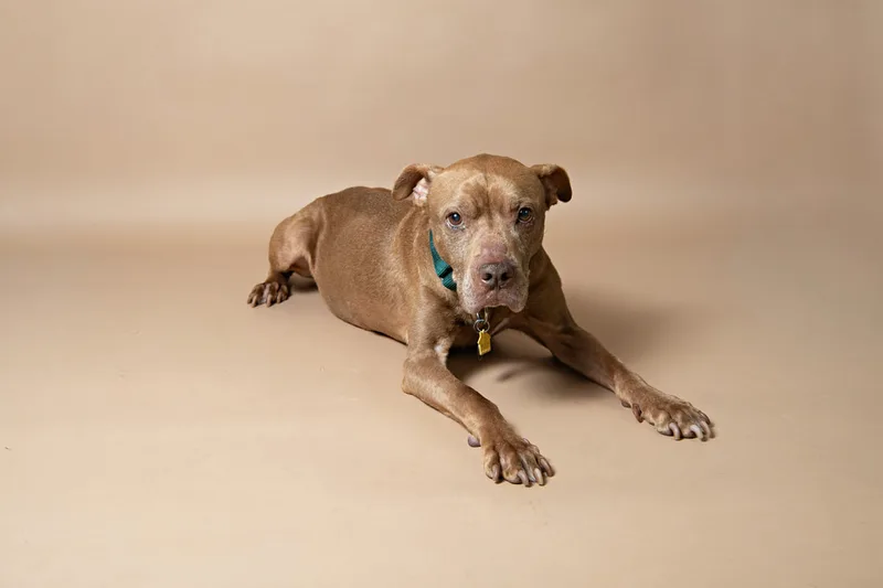 Color photo of a senior pit bull dog against a light brown paper backdrop. The photo was taken in the studio of Laura Pea Photography, a Long Island based pet photographer. 