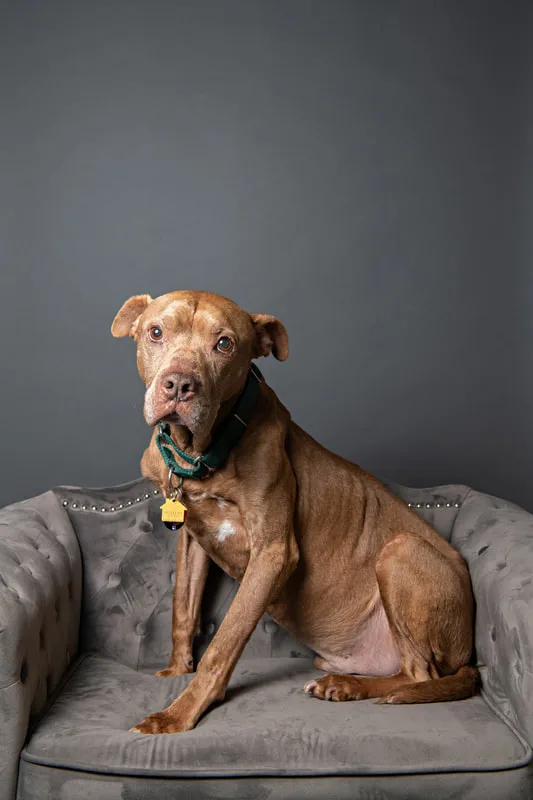 Color photo of a senior pit bull dog against a gray paper backdrop. The photo was taken in the studio of Laura Pea Photography, a Long Island based pet photographer. 