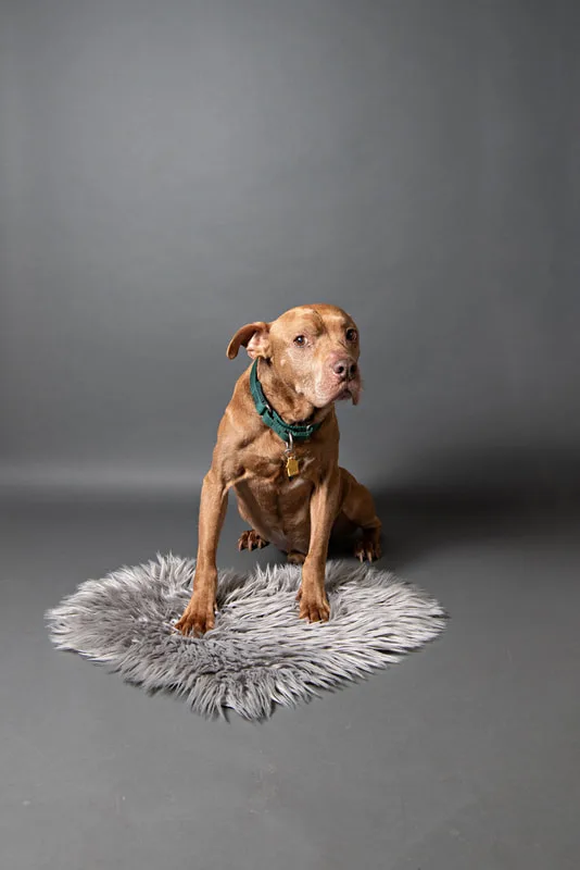 Color photo of a senior pit bull dog against a gray paper backdrop. The photo was taken in the studio of Laura Pea Photography, a Long Island based pet photographer. 