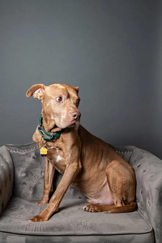 Color photo of a senior pit bull dog against a gray paper backdrop. The photo was taken in the studio of Laura Pea Photography, a Long Island based pet photographer. 