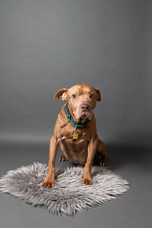 Color photo of a senior pit bull dog against a gray paper backdrop. The photo was taken in the studio of Laura Pea Photography, a Long Island based pet photographer. 