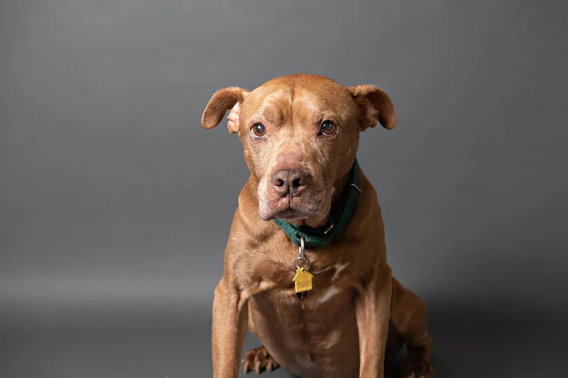 Color photo of a senior pit bull dog against a gray paper backdrop. The photo was taken in the studio of Laura Pea Photography, a Long Island based pet photographer. 