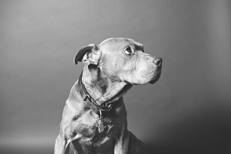 Black and white photo of a senior pit bull dog. The photo was taken in the studio of Laura Pea Photography, a Long Island based pet photographer. 