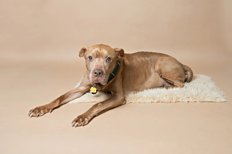 Color photo of a senior pit bull dog against a light brown paper backdrop. The photo was taken in the studio of Laura Pea Photography, a Long Island based pet photographer. 
