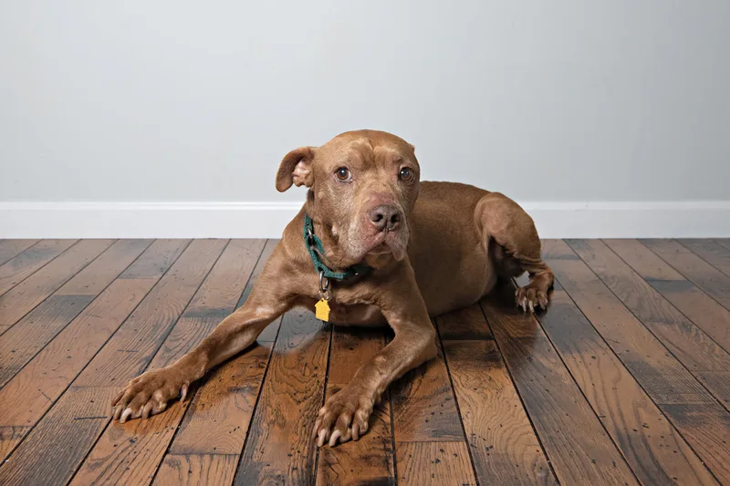 Color photo of a senior pit bull dog. The photo was taken in the studio of Laura Pea Photography, a Long Island based pet photographer. 