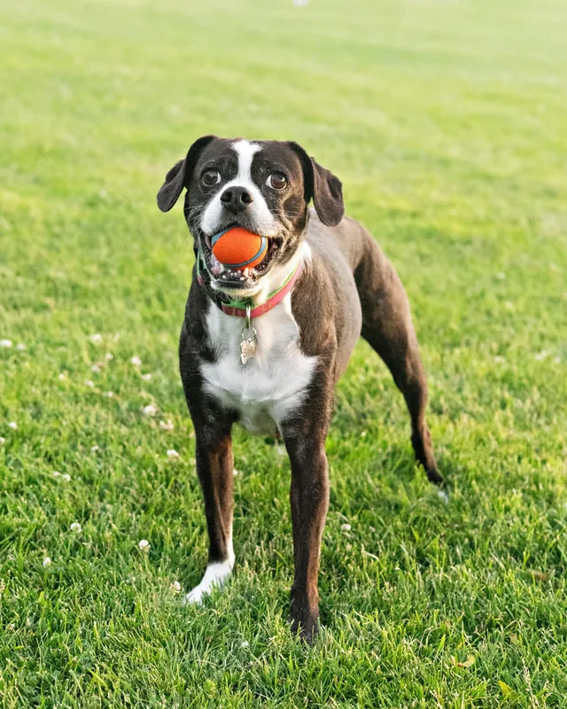 color photo of a boston terrier mix dog with an orange ball in her mouth. The photo was taken by Laura Pea Photography, a Long Island pet photographer. 
