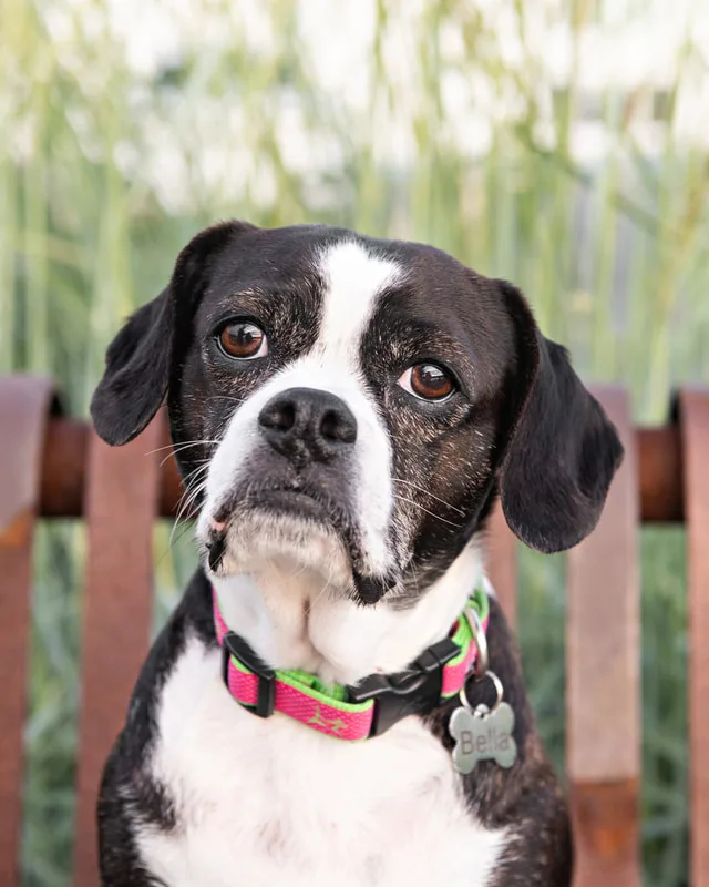 color photo of a boston terrier mix dog close up on a bench. The photo was taken by Laura Pea Photography, a Long Island pet photographer. 