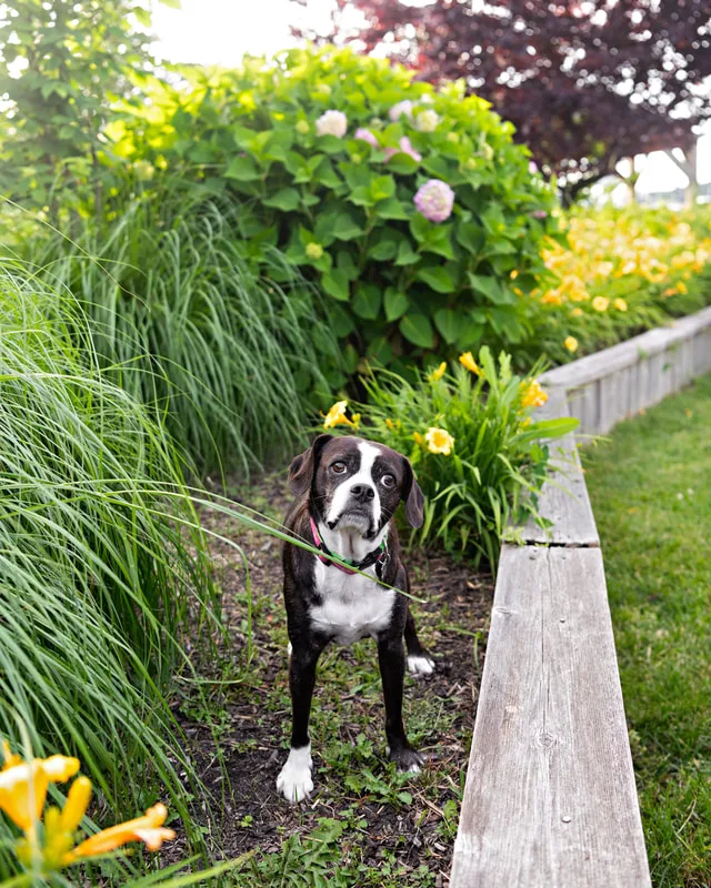 color photo of a boston terrier mix dog standing in front of flowers. The photo was taken by Laura Pea Photography, a Long Island pet photographer. 