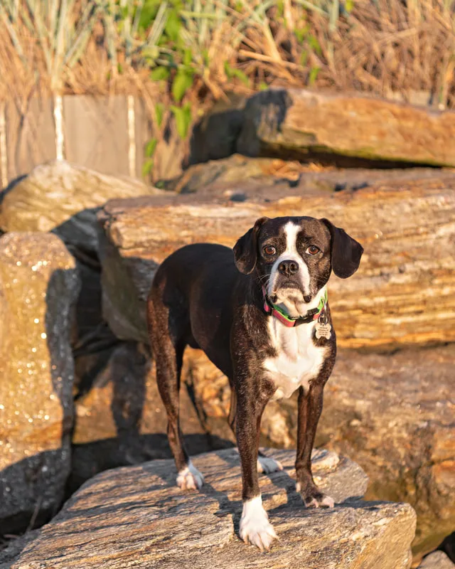 color photo of a boston terrier mix dog standing on a rock in the golden hour light. The photo was taken by Laura Pea Photography, a Long Island pet photographer. 