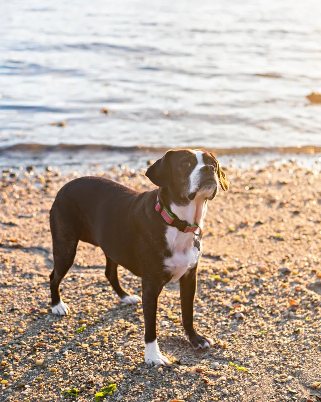 color photo of a boston terrier mix dog standing on a rocky beach in the golden hour light looking up to the side. The photo was taken by Laura Pea Photography, a Long Island pet photographer. 