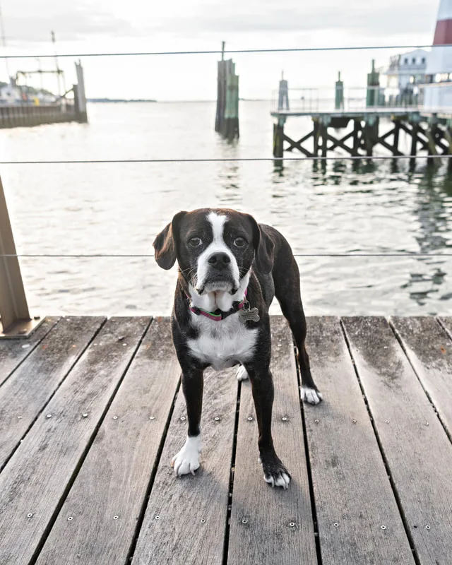 color photo of a boston terrier mix dog standing in front of a harbor. The photo was taken by Laura Pea Photography, a Long Island pet photographer. 