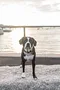 carousel chooser