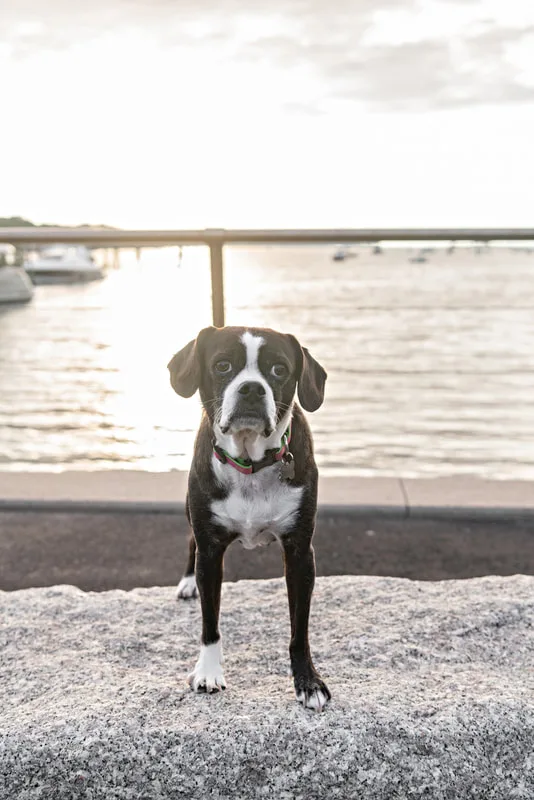 color photo of a boston terrier mix dog standing on a rock on a harbor. The photo was taken by Laura Pea Photography, a Long Island pet photographer. 